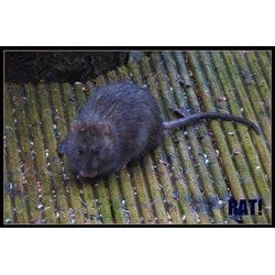 Interesting Facts about Rats