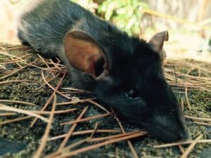 For Rodents call for Pest Control Services For Rodents call for Pest Control Services