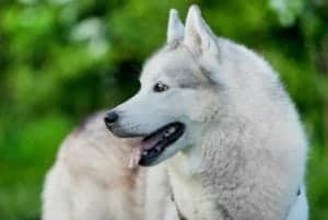 How To Choose The Best Dog Food For Health And Longevity How To Choose The Best Dog Food For Health And Longevity