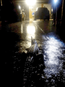 Crocodile warning issued as city faces unprecedented levels of flooding Crocodile warning issued as city faces unprecedented levels of flooding