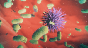 How antibiotics mess with your gut