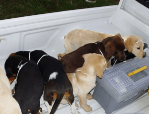 Veterinarian who smuggled heroin through puppies bellies sentenced to 6 years