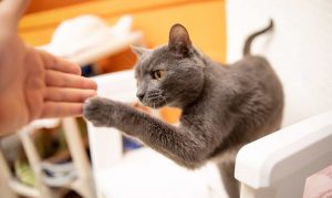 Shelter Animals Are Being Taken Home in Droves as Hundreds of People Volunteer to Foster Pets Shelter Animals Are Being Taken Home in Droves as Hundreds of People Volunteer to Foster Pets