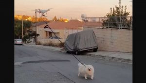 Watch Resourceful Man Use Flying Drone to Walk His Dog During COVID-19 Lockdowns Watch Resourceful Man Use Flying Drone to Walk His Dog During COVID-19 Lockdowns