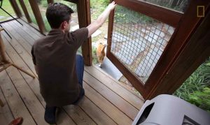 New Study of 900 House Cats Finally Answers Age-Old Question About What Felines Do When They Go Outside New Study of 900 House Cats Finally Answers Age-Old Question About What Felines Do When They Go Outside