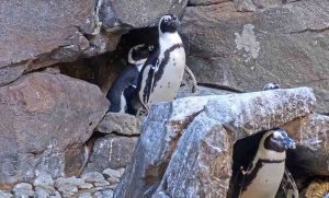 Stalk Lions, Pandas, and Penguins During Your Social Distancing With These 10 Awesome Animal Livestreams Stalk Lions, Pandas, and Penguins During Your Social Distancing With These 10 Awesome Animal Livestreams
