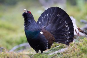 Wales is Building a National Forest That Will Span the Length and Breadth of the Country Wales is Building a National Forest That Will Span the Length and Breadth of the Country