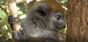 Happy 60th Birthday to Madagascar! World’s Most Biodiverse Island Gets Gift of 60 Million Trees Happy 60th Birthday to Madagascar! World’s Most Biodiverse Island Gets Gift of 60 Million Trees