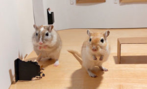 Friday Funnies: Look Inside This Mini Art Gallery That a Bored Couple in Quarantine Made for Their Pet Gerbils Friday Funnies: Look Inside This Mini Art Gallery That a Bored Couple in Quarantine Made for Their Pet Gerbils