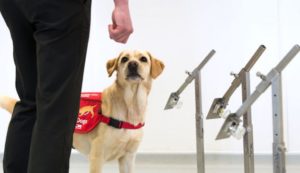 Dogs Are Joining the Fight Against COVID-19 By Learning to Sniff Out the Virus Dogs Are Joining the Fight Against COVID-19 By Learning to Sniff Out the Virus