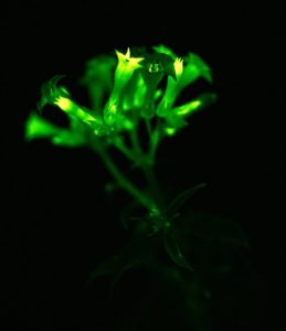 For the First Time, Researchers Make Plants That Glow Sustainably—And They Could One Day Light Up Our Homes For the First Time, Researchers Make Plants That Glow Sustainably—And They Could One Day Light Up Our Homes