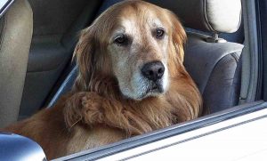 Uber to Launch New Fleet of Cars Piloted by Specially-Trained Canine Drivers Uber to Launch New Fleet of Cars Piloted by Specially-Trained Canine Drivers