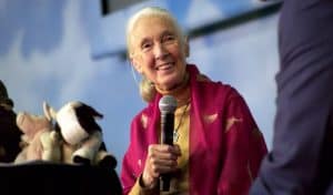 On Her 86th Birthday, Check Out the Jane Goodall Documentary Trailer We Can All Use Right Now: ‘The Hope’ On Her 86th Birthday, Check Out the Jane Goodall Documentary Trailer We Can All Use Right Now: ‘The Hope’