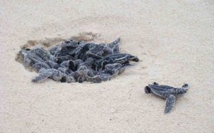 Beaches See Huge Increase in Leatherback Sea Turtle Nests After Travel Restrictions in Florida and Thailand Beaches See Huge Increase in Leatherback Sea Turtle Nests After Travel Restrictions in Florida and Thailand