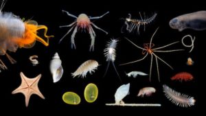 Scientists ‘Blown Away’ By Discovery of Longest Animal Ever Recorded—And It’s Quite Beautiful