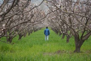 Pakistan Hires Thousands of Newly-Unemployed Laborers for Ambitious 10 Billion Tree-Planting Initiative Pakistan Hires Thousands of Newly-Unemployed Laborers for Ambitious 10 Billion Tree-Planting Initiative