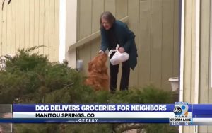 This Diligent Dog Has Been Delivering Groceries, Meals, and Mail to Senior Neighbor in Quarantine This Diligent Dog Has Been Delivering Groceries, Meals, and Mail to Senior Neighbor in Quarantine