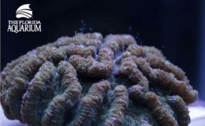 Scientists Make History With Discovery That Will Help Save America’s Great Coral Reef Scientists Make History With Discovery That Will Help Save America’s Great Coral Reef