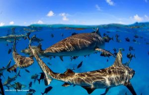 ‘Landmark’ Study Lays Road Map for Exactly How We Can Restore Oceans to Former Glory in Just One Generation ‘Landmark’ Study Lays Road Map for Exactly How We Can Restore Oceans to Former Glory in Just One Generation