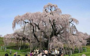 This 1,000-Year-old Cherry Tree in Japan is a Role Model for Resilience During Trying Times This 1,000-Year-old Cherry Tree in Japan is a Role Model for Resilience During Trying Times