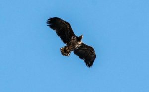 For the First Time in 240 Years, White-Tailed Eagles Spotted Flying Over England For the First Time in 240 Years, White-Tailed Eagles Spotted Flying Over England