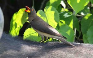 These Birds Have Been Found to Warn Rhinos of Poaching—And It Could Help Protect the Species These Birds Have Been Found to Warn Rhinos of Poaching—And It Could Help Protect the Species