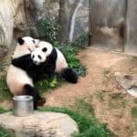 After 13 Years of Indifference, Giant Pandas Finally Mate Amidst Privacy of COVID-19 Zoo Closures – Good News Network