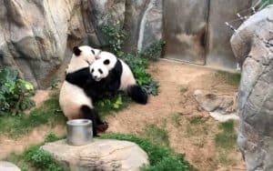 After 13 Years of Indifference, Giant Pandas Finally Mate Amidst Privacy of COVID-19 Zoo Closures – Good News Network After 13 Years of Indifference, Giant Pandas Finally Mate Amidst Privacy of COVID-19 Zoo Closures – Good News Network