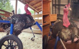 Injured Turkey Given New Lease On Life After His Rescuers Make Him a Wheelchair Out of a Maternity Girdle