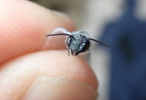 Conservationists Rejoicing Over Discovery of ‘Ultra-Rare’ Blue Bee Species Years After First Sighting Conservationists Rejoicing Over Discovery of ‘Ultra-Rare’ Blue Bee Species Years After First Sighting