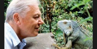 David Attenborough BBC publicity photo 326x166 1