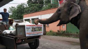 When Collapsed Tourist Trade Leaves Elephants Hungry, Woman Devises Win-Win Solution With Local Farmers When Collapsed Tourist Trade Leaves Elephants Hungry, Woman Devises Win-Win Solution With Local Farmers