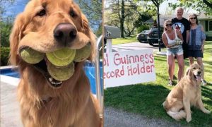 Dog Breaks World Record for Most Tennis Balls Held in His Mouth—And Social Media Users Are Thrilled
