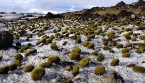 Traveling Green ‘Glacier Mice’ Charm Scientists With Reminder That the World is Still Full of Mystery