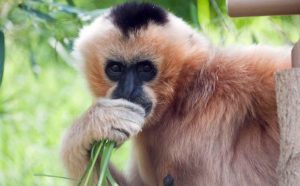 World’s Most Endangered Primate Population Triples After 17 Years of Careful Conservation World’s Most Endangered Primate Population Triples After 17 Years of Careful Conservation
