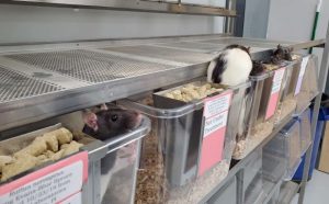 For the Last 20 Years, College Professor Has Been Helping Intelligent Lab Rats Find Good Homes