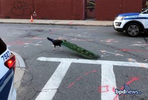 Quick-Thinking Policeman Captures Runaway Peacock After Downloading Mating Call App to His Phone Quick-Thinking Policeman Captures Runaway Peacock After Downloading Mating Call App to His Phone