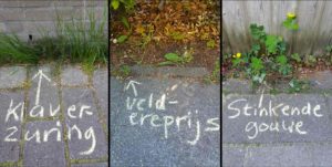 People Use Chalk to Write Plant Names on Sidewalks to Help People Connect With Nature – ‘More Than Weeds’ People Use Chalk to Write Plant Names on Sidewalks to Help People Connect With Nature – ‘More Than Weeds’