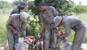 These Specially-Trained Dogs Have Saved 45 Rhinos From Poachers in South Africa—And Counting