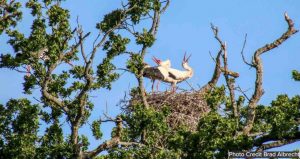White Storks Have Hatched The First Wild Chicks Born in England in 600 Years White Storks Have Hatched The First Wild Chicks Born in England in 600 Years