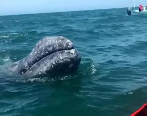 Amazing Video Shows Once-in-a-Lifetime Moment a Lucky Whale Watcher Gets to Pet a Baby Grey Amazing Video Shows Once-in-a-Lifetime Moment a Lucky Whale Watcher Gets to Pet a Baby Grey