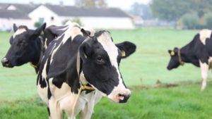 Kroger Buys and Redirects Dairy Farmers’ Excess Milk, Sending 50,000 Gallons Per Month to Food Banks Kroger Buys and Redirects Dairy Farmers’ Excess Milk, Sending 50,000 Gallons Per Month to Food Banks