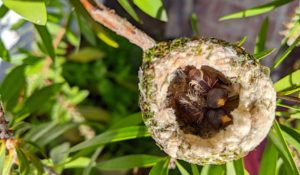 Watching This Hummingbird Mama With Her Newborns is Just What We Needed on Mother’s Day Watching This Hummingbird Mama With Her Newborns is Just What We Needed on Mother’s Day