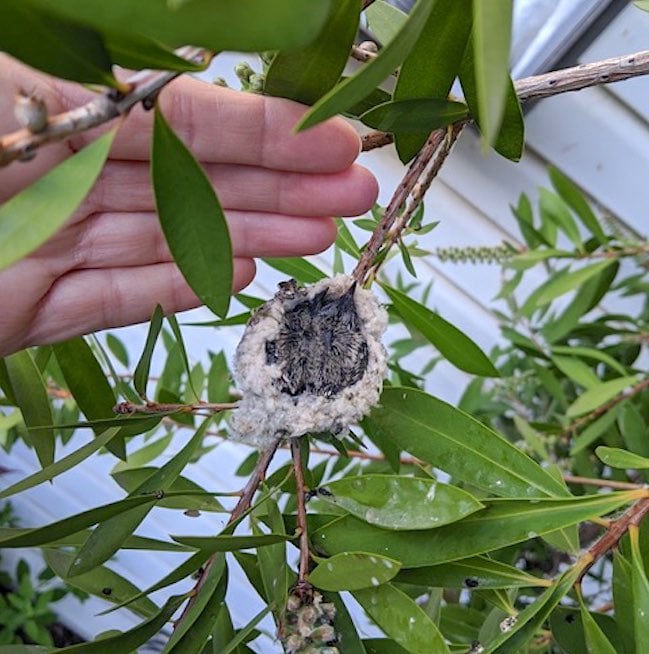 hummingbird nest with hand for size submitted by Angela Elsey square