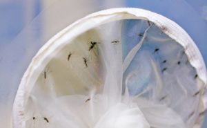 ‘Surprise Breakthrough’ For Kenyan Scientists Who Discover Natural Microbe That Completely Stops Malaria in Mosquitoes ‘Surprise Breakthrough’ For Kenyan Scientists Who Discover Natural Microbe That Completely Stops Malaria in Mosquitoes