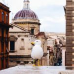 Seagulls on Empty Roman Streets Have Rediscovered Their Wild Side