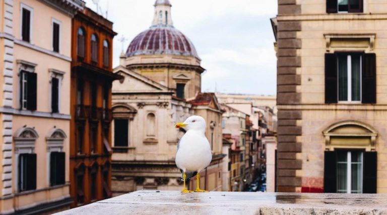 Seagulls on Empty Roman Streets Have Rediscovered Their Wild Side
