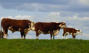 More and More Farmers Are Using Garlicky Supplements to Curb Major Environmental Enemy: Cow Gas
