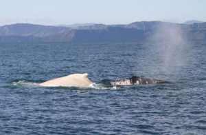 Harpoons Are Silenced: Iceland’s Whaling Boats Spend Second-Straight Season Tied Up in Port Harpoons Are Silenced: Iceland’s Whaling Boats Spend Second-Straight Season Tied Up in Port