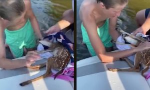 Good Samaritans Use CPR to Revive Baby Deer Found Floating in the Middle of a Lake Good Samaritans Use CPR to Revive Baby Deer Found Floating in the Middle of a Lake